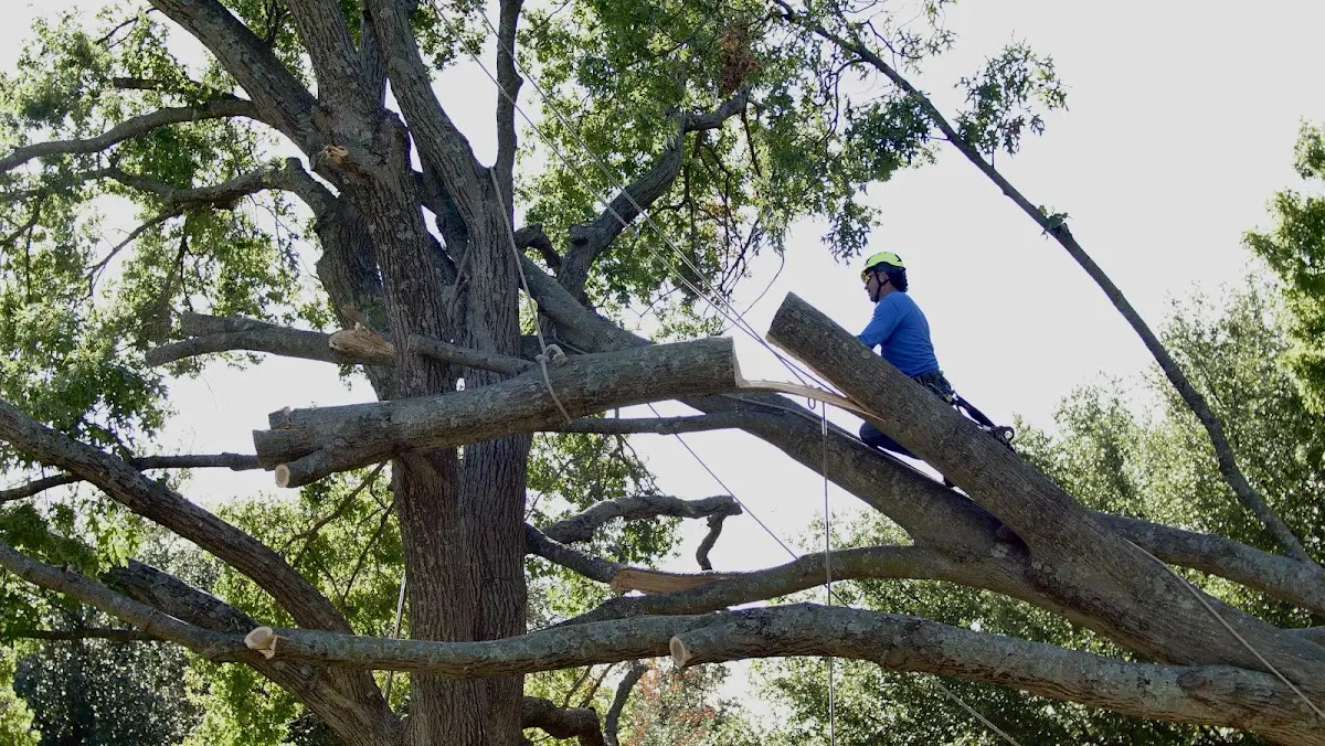 Professional Hazardous Tree Removal performed by certified arborists in Fruitport